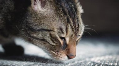 Şirin gri bir kedinin yakın plan portresi.