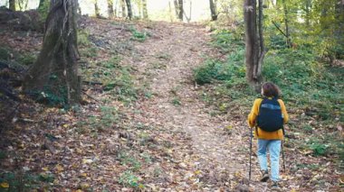 Genç bir kadın yürüyüşçü elinde sırıklarla sonbahar ormanlarında yürüyor.