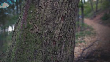 Bir kadının elinin yavaşça bir ağaç gövdesine dokunması, insanların yaşam tarzlarındaki çevre ve doğa koruma kavramını gözler önüne seriyor..