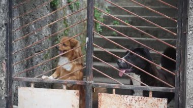 İki komik köpek çitin arkasında havlıyor.
