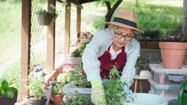 Yaşlı bir kadın güneşli bir yaz gününde kır evinin terasında çiçek naklediyor.