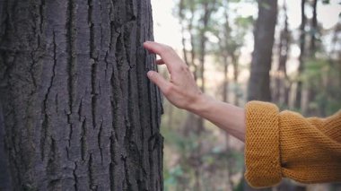 Bir kadının elinin yavaşça bir ağaç gövdesine dokunması, insanların yaşam tarzlarındaki çevre ve doğa koruma kavramını gözler önüne seriyor..