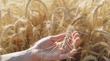 Hasat zamanı tarlada buğdaya dokunan bir çiftçinin yakın çekimi..