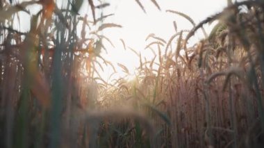 Çavdar tarlasına yakın çekim ve parlak bir güneşe karşı dikenler