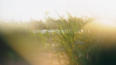 Gün batımına karşı nehir kıyısında yabani otların yakın çekimi