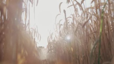 Çavdar tarlasına yakın çekim ve parlak bir güneşe karşı dikenler