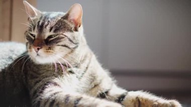 Tatlı, uykulu gri bir kedinin portresi.