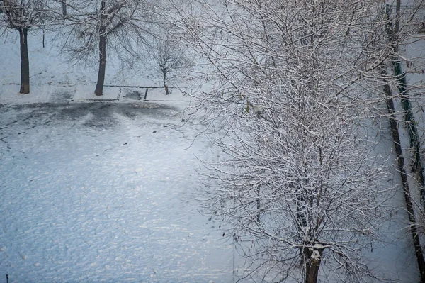 Сніг Вкривав Дерева Зимовий Сніговий Сезон Деревах Міському Парку — стокове фото