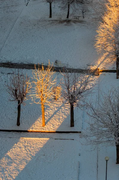 Зима Сніг Дерева Освітлені Заходом Сонця Після Сильних Снігопадів — стокове фото