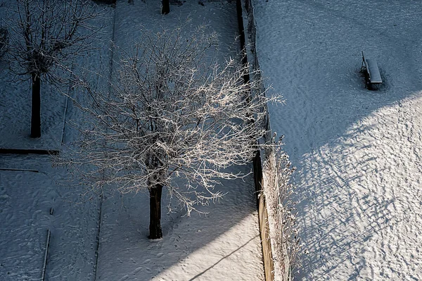 Árboles Cubiertos Nieve Temporada Nieve Invierno Árboles Parque Ciudad —  Fotos de Stock