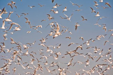 Flock of seagulls, birds fly in blue sky above garbage dump.