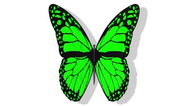 Videos Illustration Colorful Butterfly Flies Open Wings White Background — Stock Video