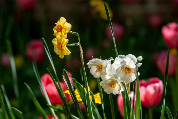 Квіти Квітковому Полі Крупним Планом Природа Весна Літо — стокове фото