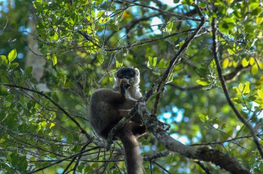 Lemur, Madagaskar ormanlarında doğal ortamda ele geçirildi. Birinci kat..