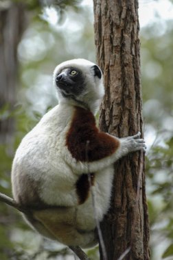 Lemur, Madagaskar ormanlarında doğal ortamda ele geçirildi. Birinci kat..