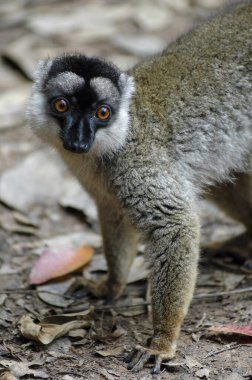 Lemur, Madagaskar ormanlarında doğal ortamda ele geçirildi. Birinci kat..