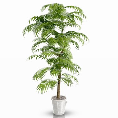 Beyaz kesilmiş arka planda süs bitkisinin yakın çekimi.