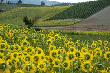 Monferrato, Piedmont, Italy - July 19, 2021