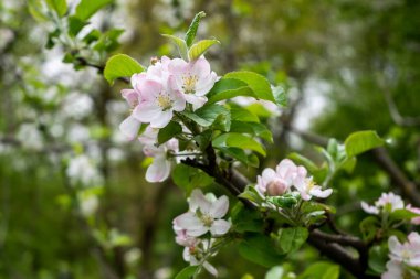 İlk çiçek planı. Yeşil arkaplanda doğa rengi.