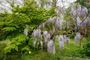 Çiçekler, doğa. Mor ve yeşil renkte bir salkıma tırmanmak.