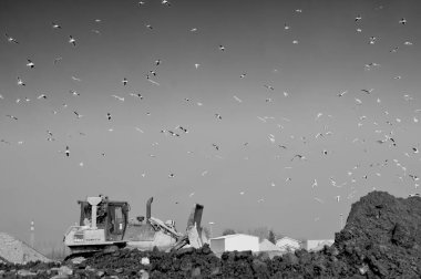 Toprak taşıma makineleri çöp depolama üzerinde çalışırken, belediye atık çöplüğünde martı sürüsü.