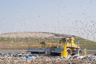 Toprak taşıma makineleri çöp depolama üzerinde çalışırken, belediye atık çöplüğünde martı sürüsü.