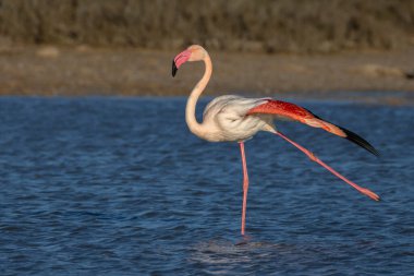 Mavi göldeki pembe kanatlı kartala yakın çekim. Özgürlükte, doğada ve doğallıkta kuş.