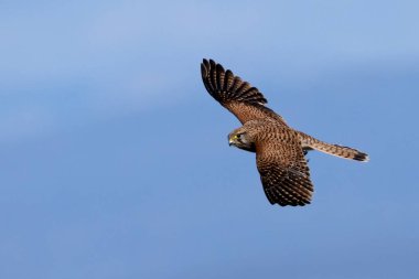 Griffon Akbabası. Doğa ve doğalcılık, özgürlük kuşu. Yırtıcı kuşa yakın çekim. Portre