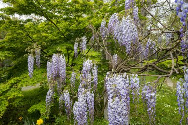 Çiçekler, doğa. Mor ve yeşil renkte bir salkıma tırmanmak.
