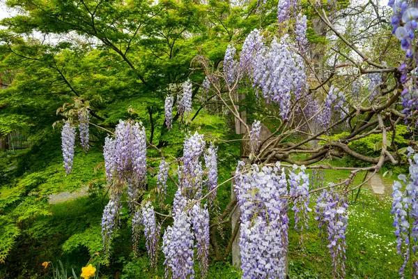Çiçekler, doğa. Mor ve yeşil renkte bir salkıma tırmanmak.