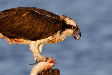 Osprey balığı yakaladı. Kanlı balıklarla beslenen yırtıcı kuşa yaklaş..
