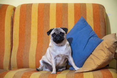 Bir pug, turuncu ve sarı tonlarında çizgili bir kanepede oturuyor. Köpek rahat görünüyor ve biri mavi diğeri açık kahverengi olmak üzere iki yastığın arasına yerleştirilmiş. Kısa tüyleri siyah bir ağızlık takıyor..