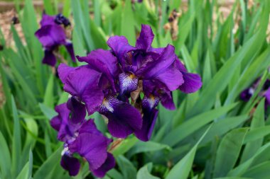 İlk çiçek planı. Yeşil arkaplanda doğa rengi.