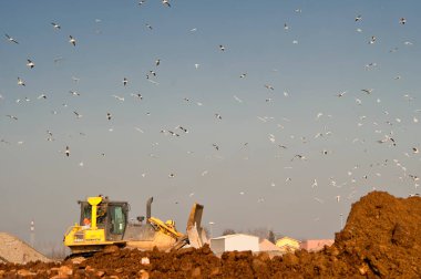 Toprak taşıma makineleri çöp depolama üzerinde çalışırken, belediye atık çöplüğünde martı sürüsü.