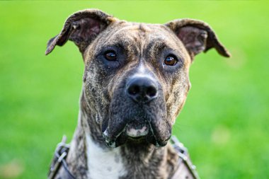 Dog Head çimlere bakıyor.