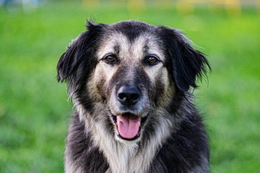 Köpek kafası, siyah köpek çimde oynuyor.