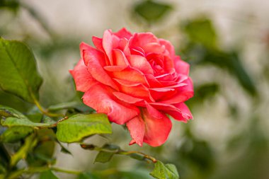 Doğa, ormandaki güzel ve güzel çiçek..