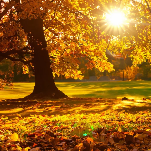 Sonbahar Altın Yaprakları Güneş Manzarası — Stok fotoğraf