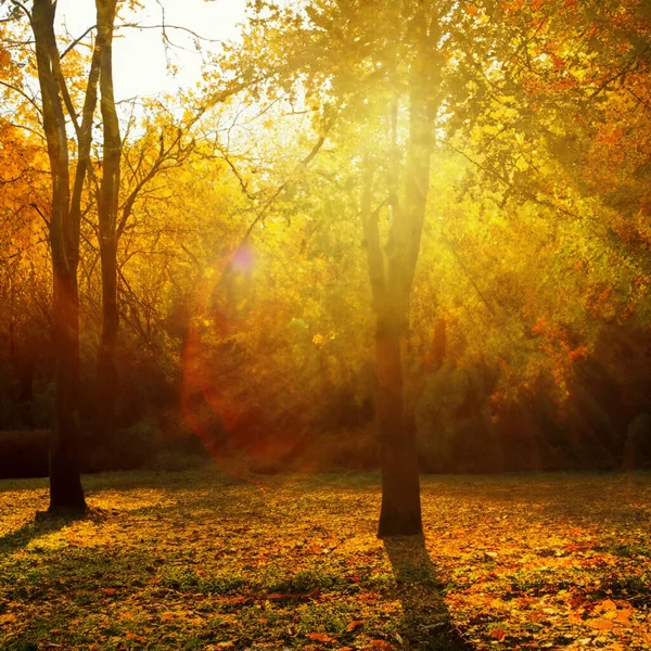 Podzimní Zlaté Listy Slunečné Krajiny — Stock fotografie