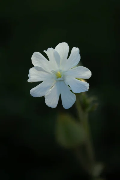 Маленька Біла Квітка Темно Зеленому Тлі — стокове фото