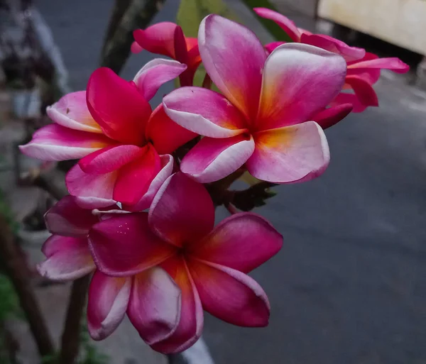 Flores Frangipani Que Crecen Jardín Son Muy Bellas Color —  Fotos de Stock