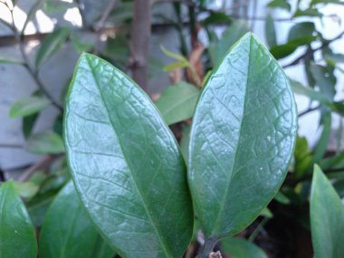 Bahçedeki bitkilerin ve çiçeklerin çeşitleri