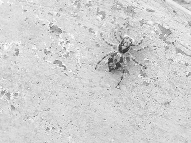 Yapraklarda ve duvarlarda çeşitli böcek türleri