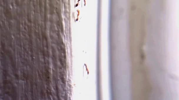 Formigas Estão Andando Parede — Vídeo de Stock