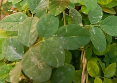 Bahçedeki ve evdeki çiçek çeşitleri