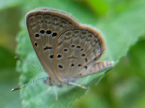 Farfalla Una Foglia — Foto Stock
