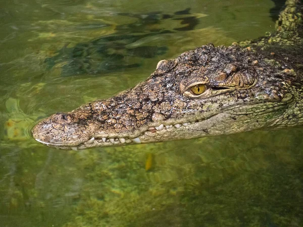 Tête Alligator Nageant Sur Eau — Photo