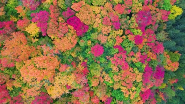 Beautiful Orange Red Autumn Forest Lutsen Minnesota — Stock Video