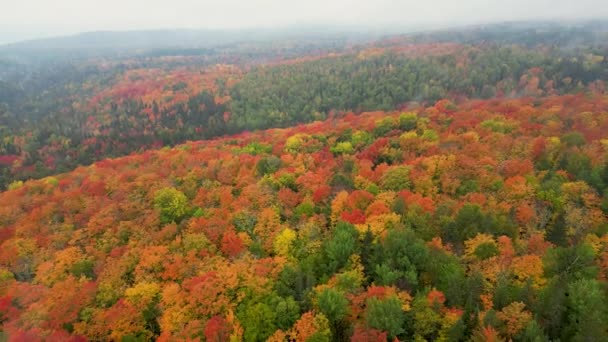 明尼苏达州卢特森美丽的橙色和红色秋天森林 — 图库视频影像