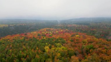 Güzel turuncu ve kırmızı sonbahar ormanı Lutsen, Minnesota